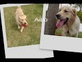 Dino the Golden Retriever - Great Barks of Fun