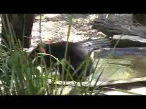 Tasmanian devil
