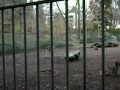 Nantes (France), Jardin des Plantes, Deers and hinds