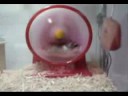 Very funny hamster Very funny hamster