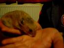 My hamster My hamster