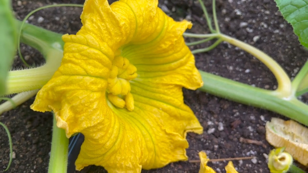 Grow a giant pumpkin - How to pollinate!