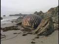 Dead Humpback Whale on the Beach in Big Sur