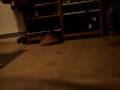 Day of tre's and wood(Thanks Problemskater)