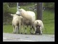 The Road to Voss