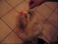 two shih tzus dancing for food