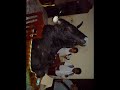 FOTO DEL TORO \"EL DURANGUENSE\" DISECADO