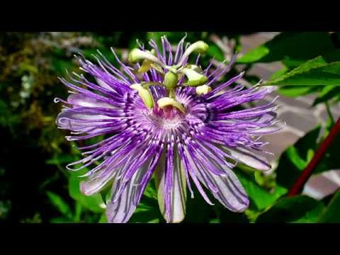 how to isolate sulfur