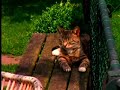 Poesjes episode 1