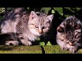 Kittens 123 [720p HD] Nikon D90