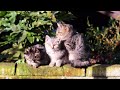 Kittens 123 [720p HD] Nikon D90