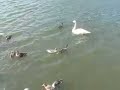 疲れたんで鴨みてた