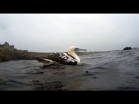vidéos chasse sous marine hd - Mon site http://sites.google.com/site/koolshark29/ Profondeur max 15m, filmé en lumière naturelle et en apnée,départ à la palme ... Nom des poissons (name of...