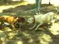 APBT-ESP