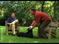 Video zur Welpenerziehung - Die Grundkommandos (Episode 7)