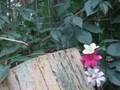 Anole Alley S3-E25 The Next Generation, part 2 of 2.