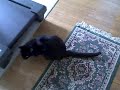 Exercising Cat Exercising Cat