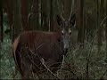 home-of-the-brave-movie-trailer.html