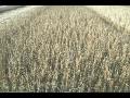 Dwain Radloff Soybean plot harvest