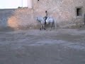 Caballo Andaluz educado a la Alta Escuela
