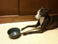 エサを催促するうちの犬