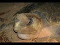 Desova Tartarugas Desova Tartarugas