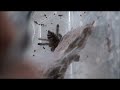 Click here to watch this video Avicularia Spiderling Feeding