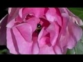 hommel en roos, bumblebee and rose hommel en roos, bumblebee and rose