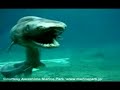 Rare Dragon/Shark Found In Japan
