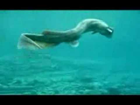 Pretty cool creature - Rare Dragon/Shark Found In Japan