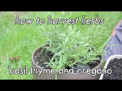 how to harvest thyme