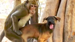 STRANG ! UNBELIVEABLE monkey feeling with dog 