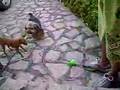 Brincando com Ruley, Atrius e o Boca!