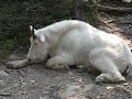 Momma and Baby Mountain Goat