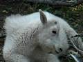 videos de Momma and Baby Mountain Goat