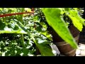 Two Important Bugs For Your Garden (Stop GMOs Poison) Garden Tips