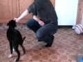2010-03-12 | race_snurr.wmv ~> Race 12 veckor snurra 1-2 varv. ... shejping klickertrning clickertraining Race border collie puppy 3vallare ... (<span>0:)