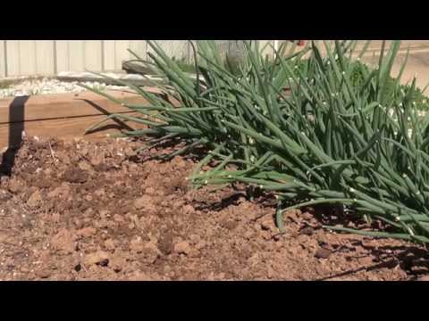 how to fertilize green onions
