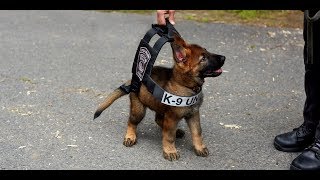 Cachorros da Polcia Americana