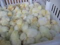 Hatcheries