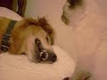 cats vs dogs (watch until the end) cats vs dogs (watch until the end)