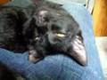 Grish must have sent us this kitty!