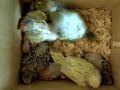 Baby Parakeets