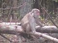 Japanese Macaque: Macaca fuscata: ????????