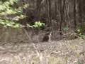 Japanese Macaque: Macaca fuscata: ニホンザル@山梨