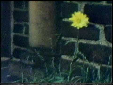 mstatz - Here is the very famous flower film with Vivaldi music played in the background. Specifically, it is Guitar Concerto in D Major, 2nd Movement by Antonio Viva...