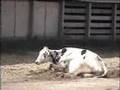 HSUS Examines Livestock Auctions