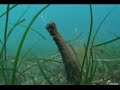 Las praderas de fanerógamas marinas son hábitats compuestos por plantas superiores fotófilas. Se trata de especies magnoliofitas, es decir, tienen flor y fruto, además de un complejo sistema de rizomas.Las concreciones de algas rojas son conocidas desde antiguo gracias a los fósiles conservados en diferentes yacimientos. Las algas que participan en la formación de estas concreciones se caracterizan por tener una estructura rígida a causa de su composición de carbonato cálcico, por lo que son llamadas algas calcáreas.