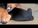 Shelter dogs
