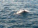 Kaikoura dolphins